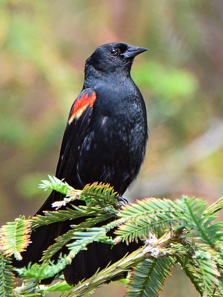 Blackbird.jpg