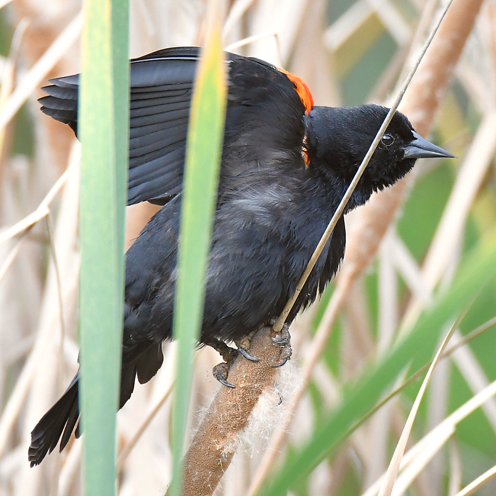 Blackbird.jpg