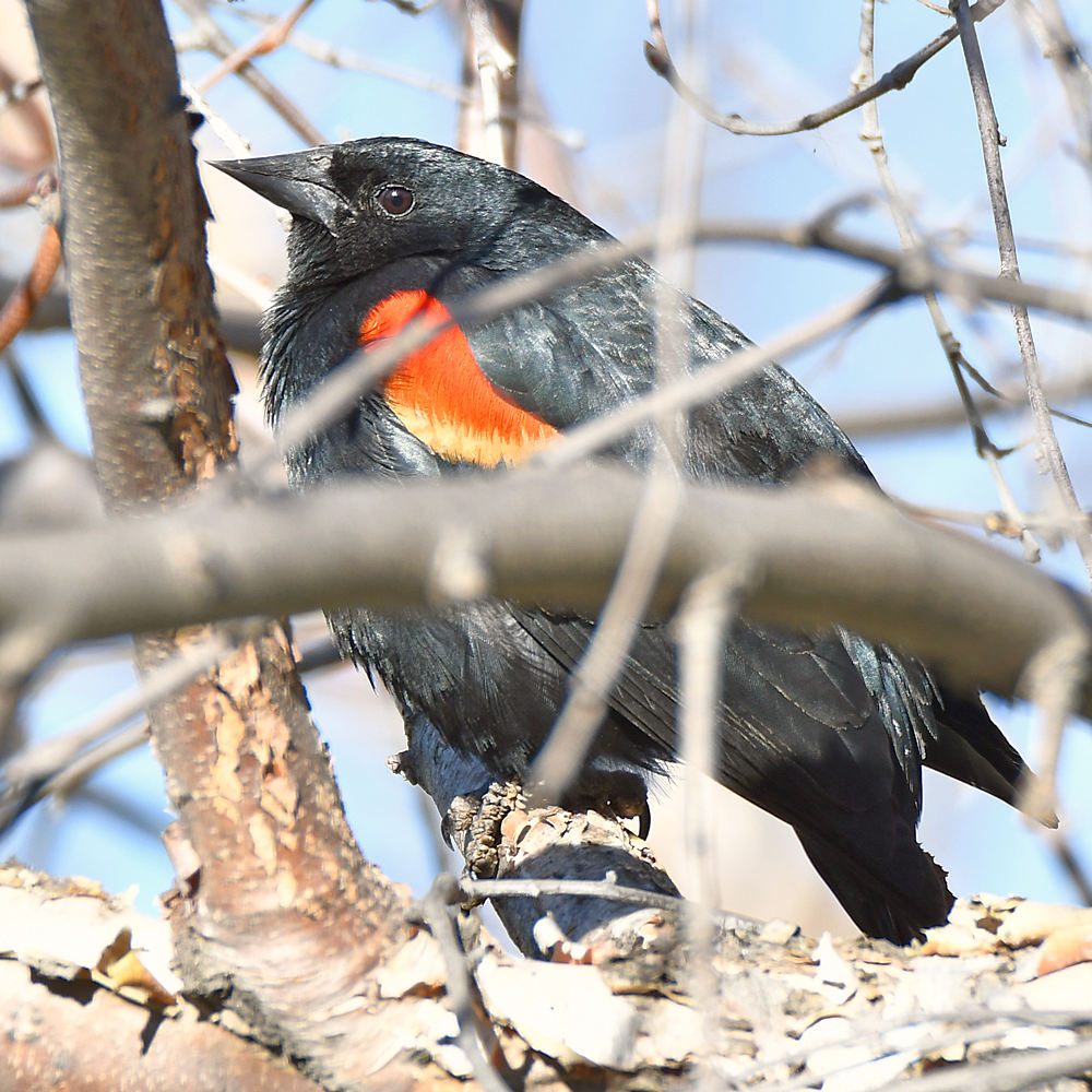 Blackbird.jpg