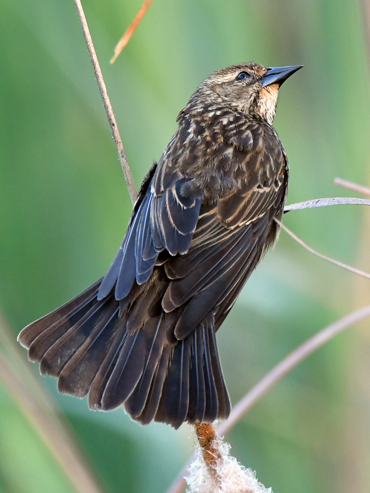 Blackbird.jpg
