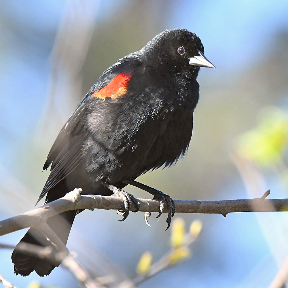 Blackbird.jpg