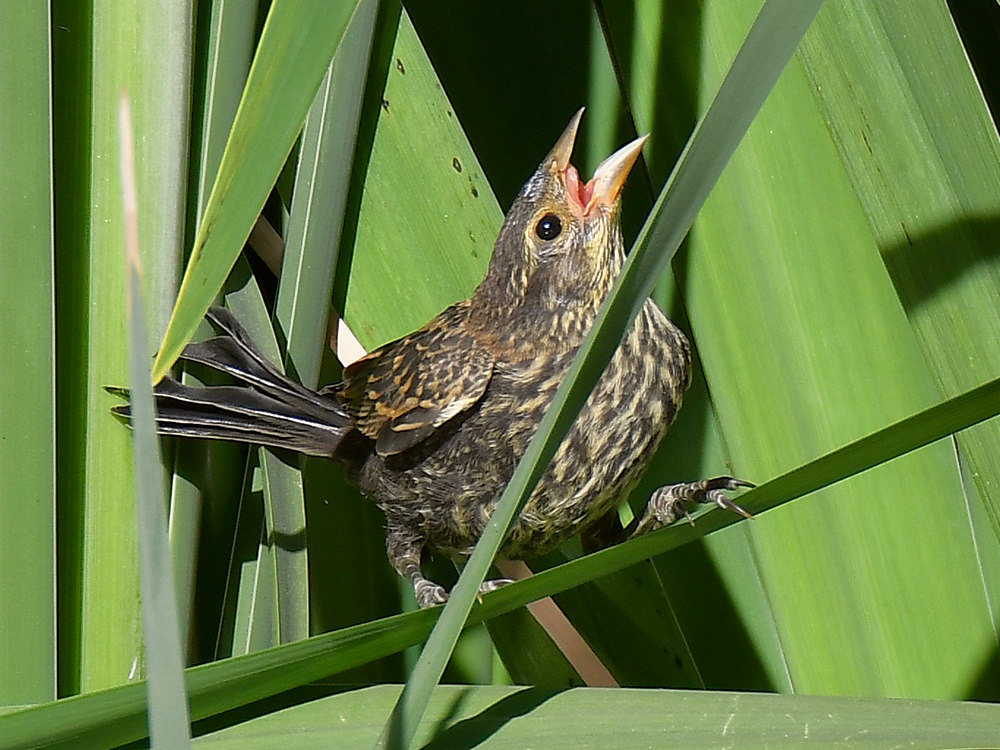 Blackbird.jpg