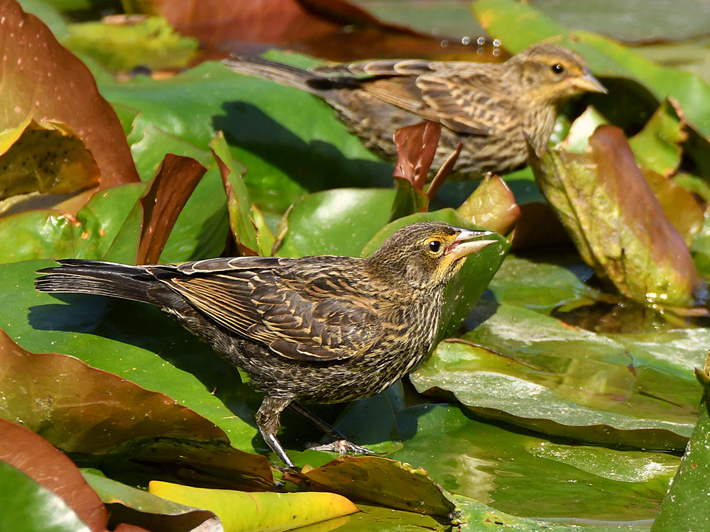 Blackbird.jpg
