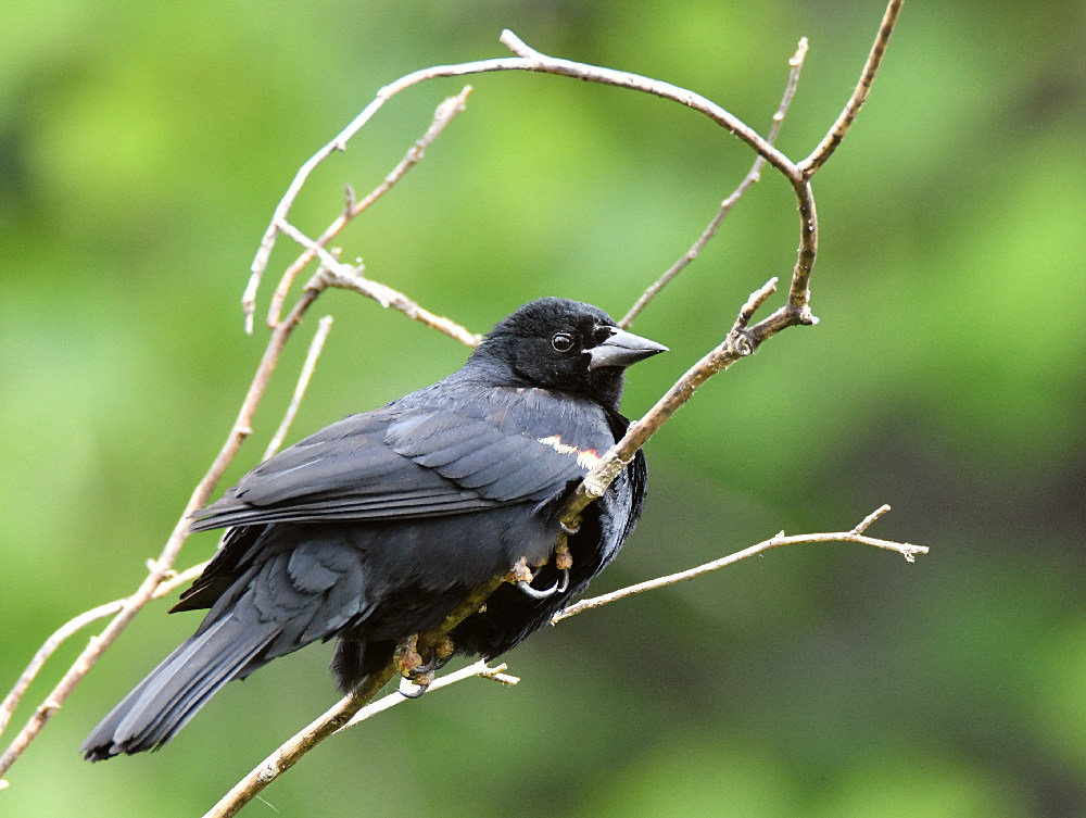Blackbird.jpg