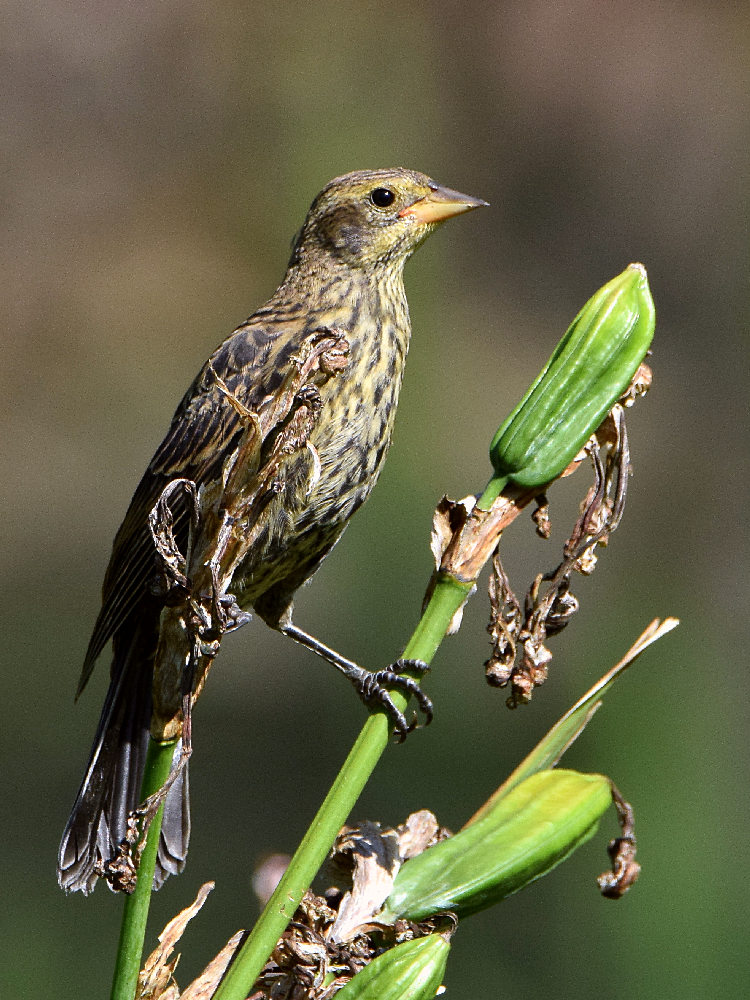 Blackbird.jpg