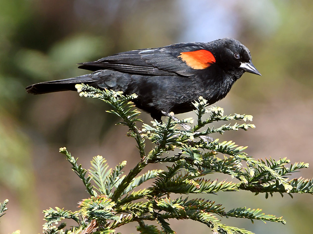 Blackbird.jpg