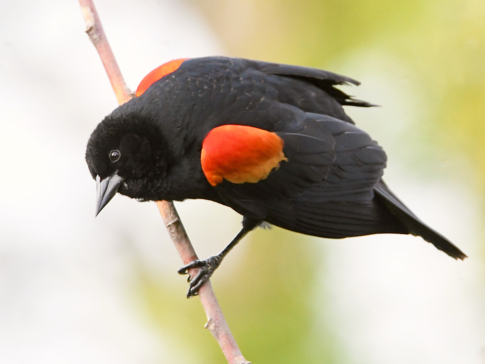 Blackbird.jpg