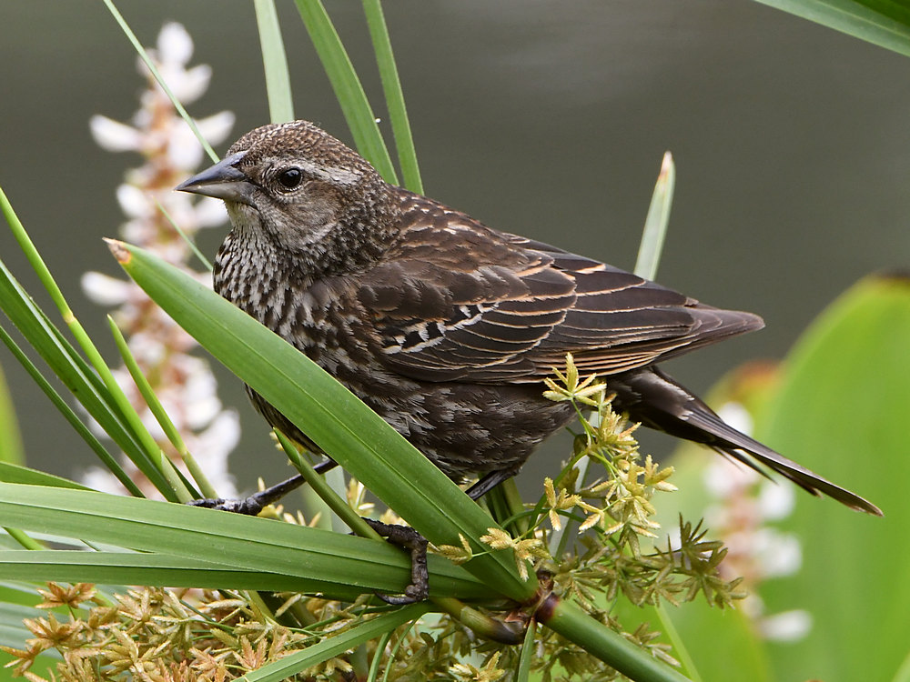 Blackbird.jpg