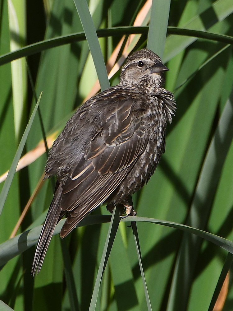 Blackbird.jpg