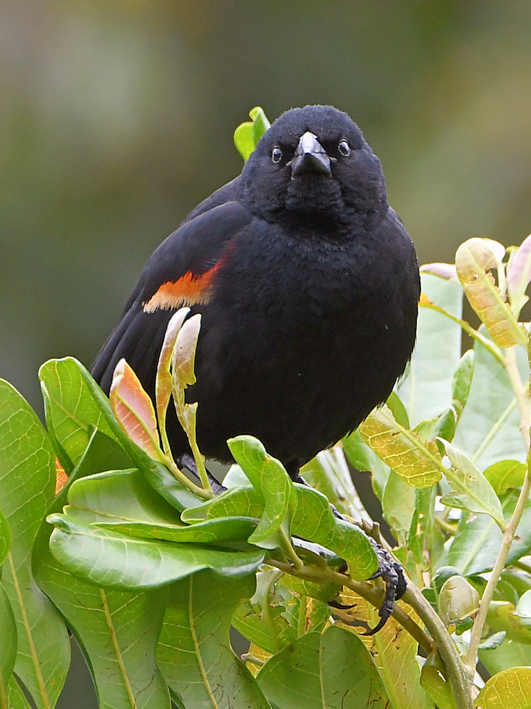 Blackbird.jpg