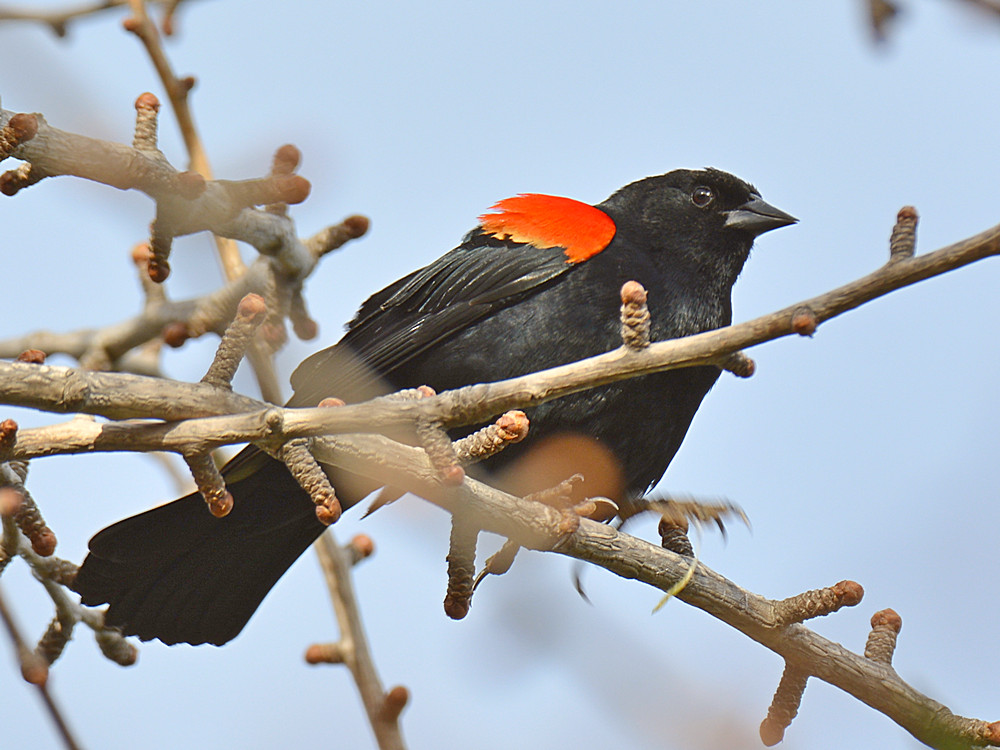 Blackbird10.jpg