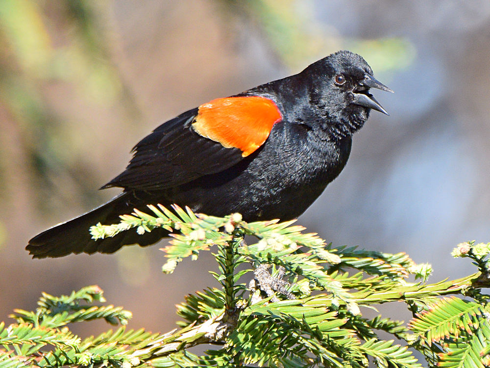 Blackbird10.jpg