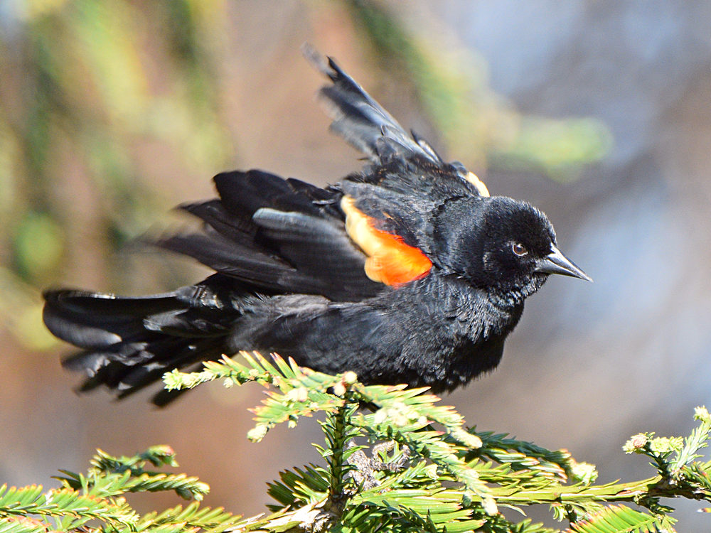 Blackbird11.jpg