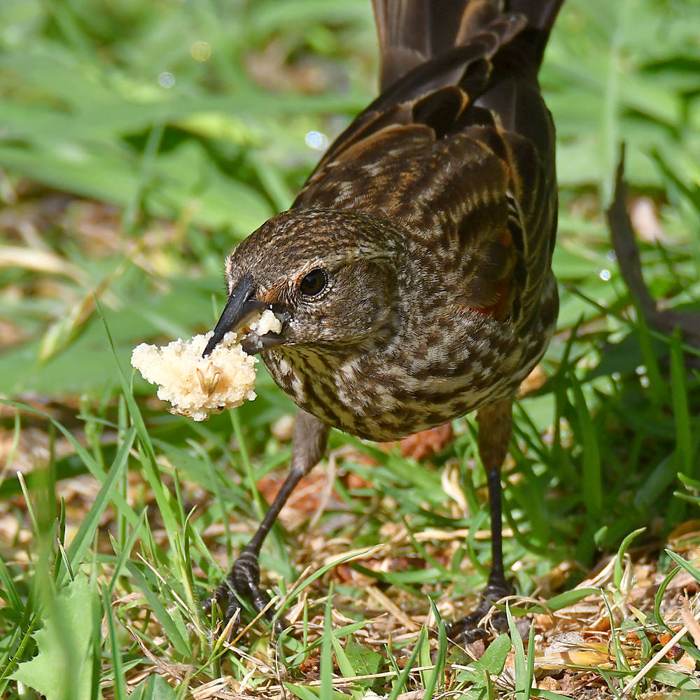 Blackbird13.jpg