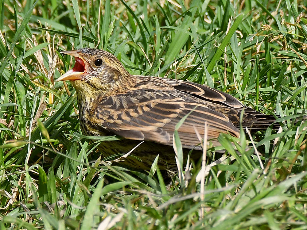 Blackbird14.jpg