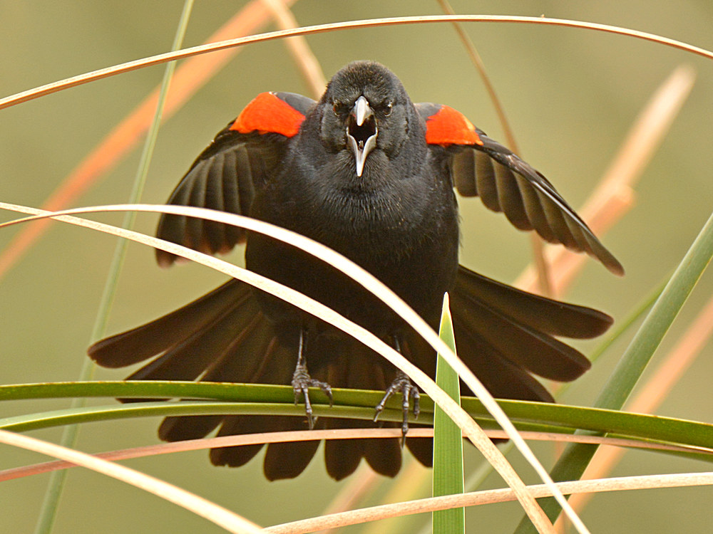 Blackbird2.jpg