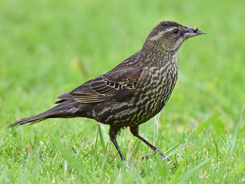 Blackbird2.jpg