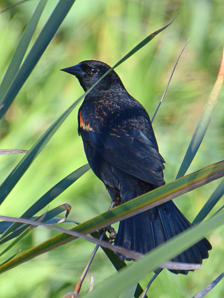 Blackbird2.jpg