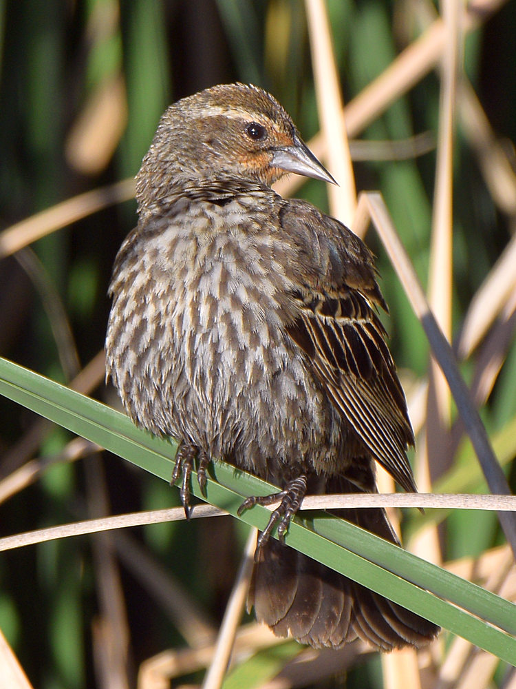 Blackbird2.jpg