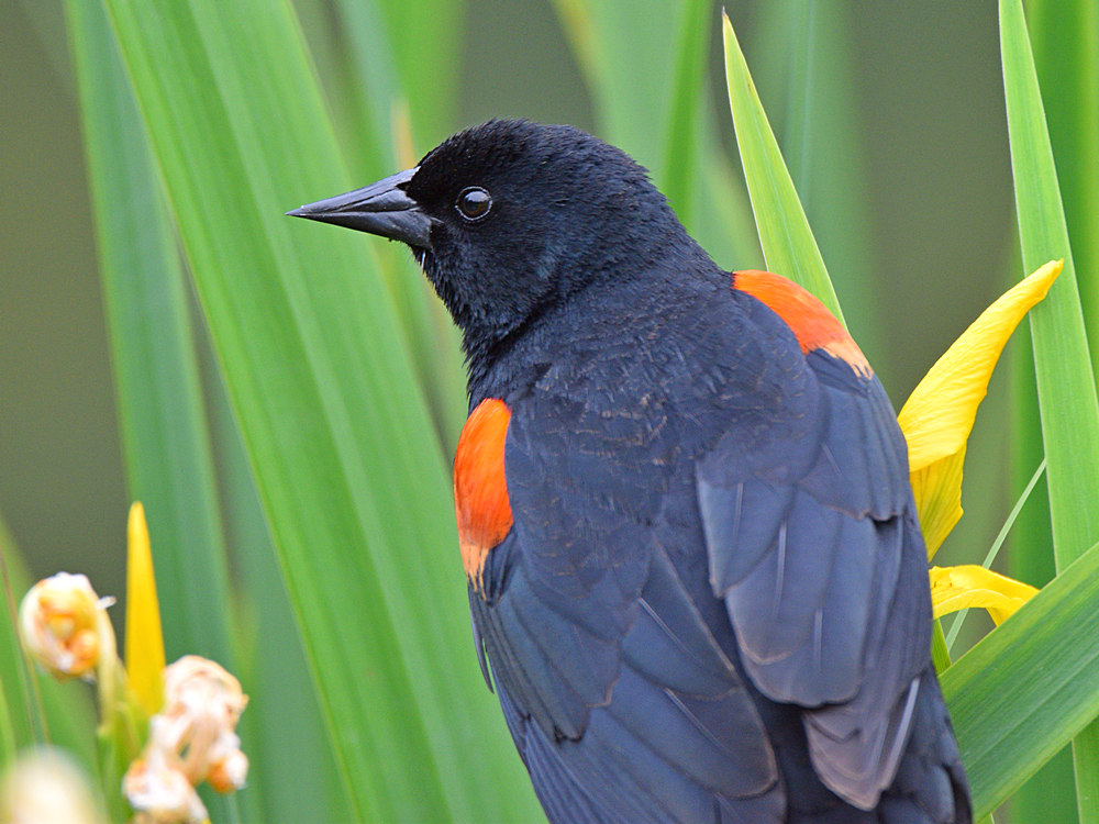 Blackbird2.jpg