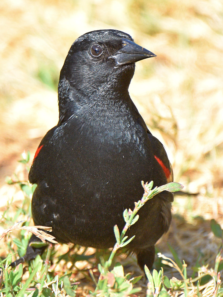 Blackbird2.jpg