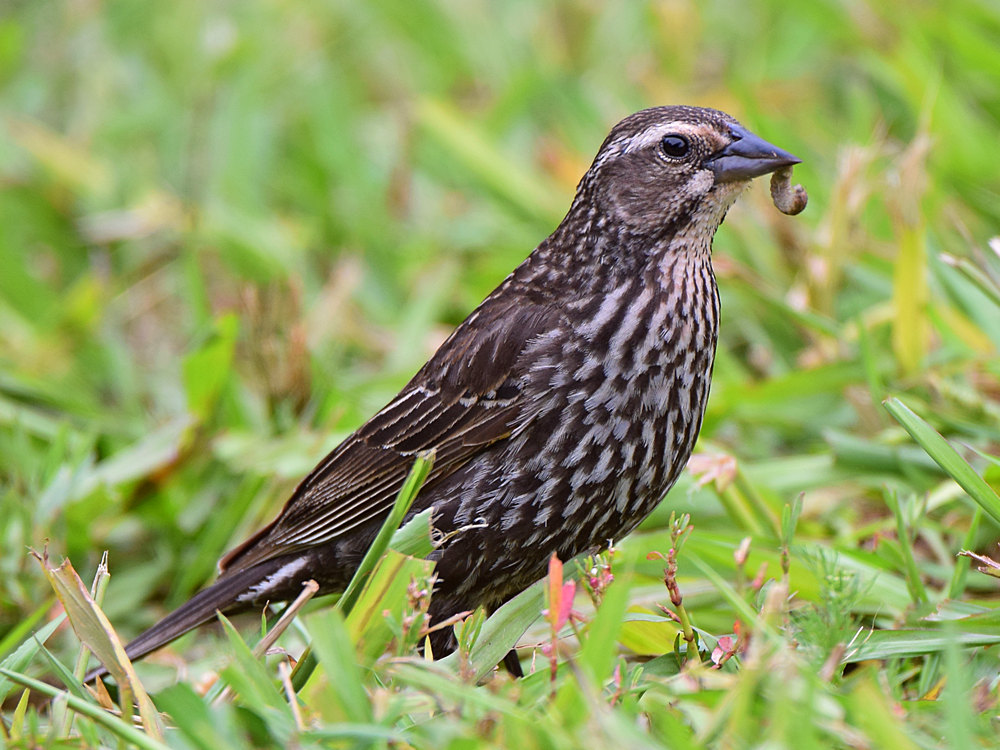 Blackbird2.jpg