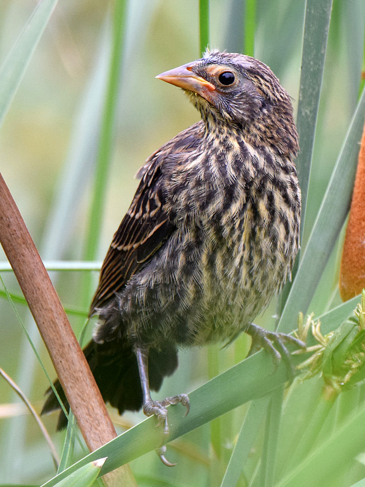 Blackbird2.jpg