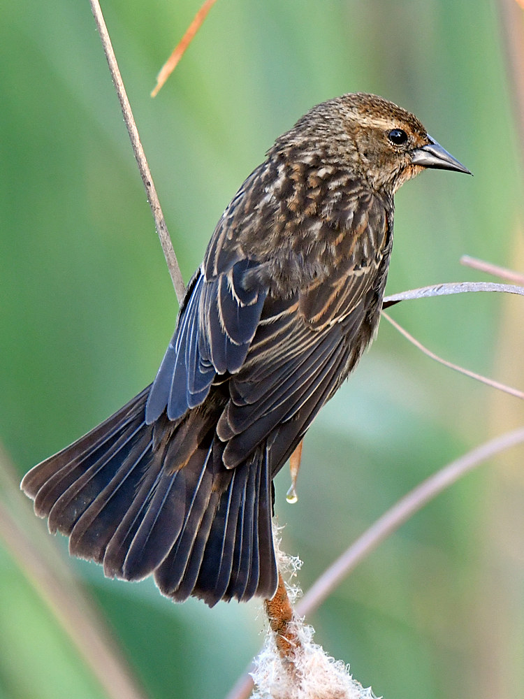 Blackbird2.jpg