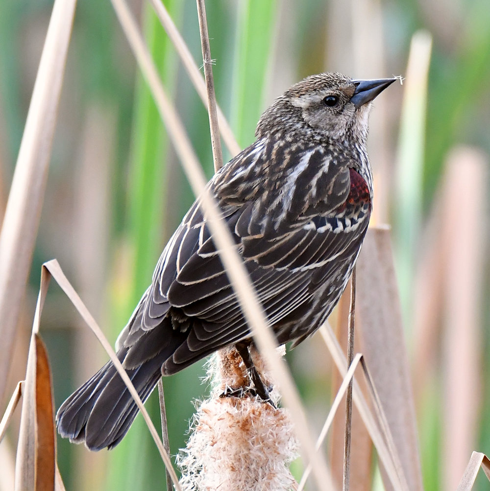 Blackbird2.jpg