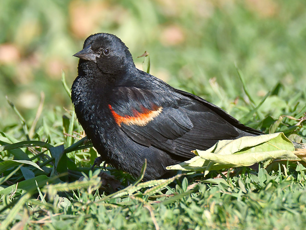 Blackbird2.jpg