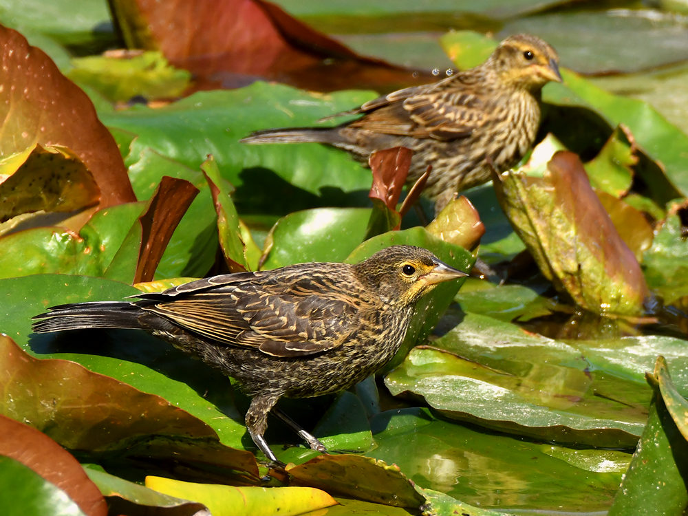 Blackbird2.jpg