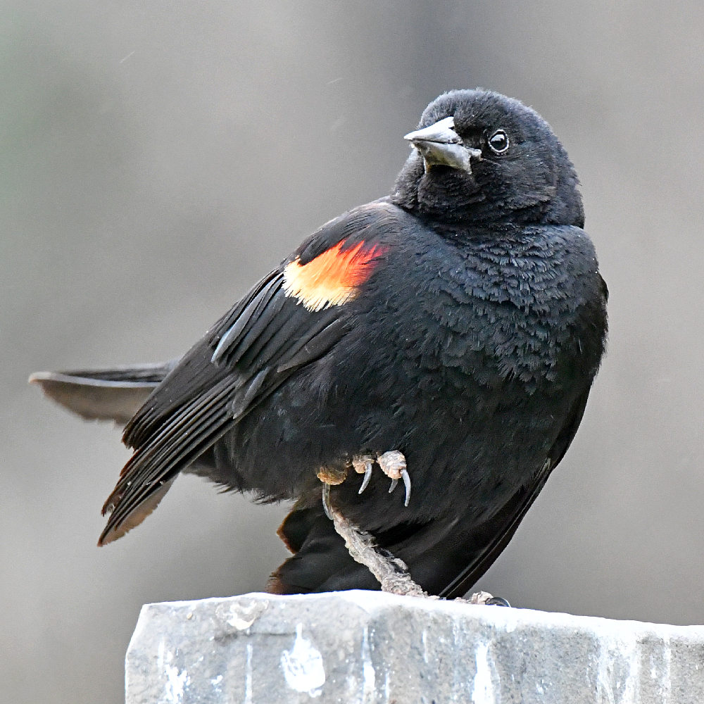 Blackbird2.jpg