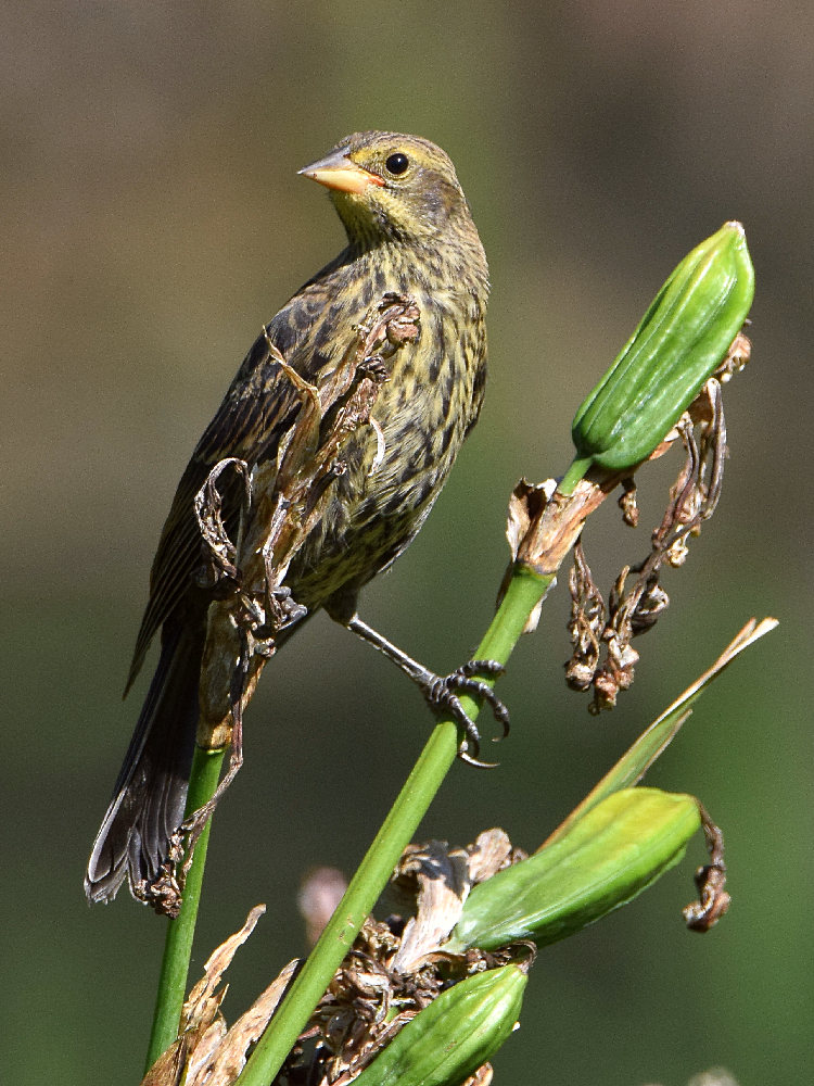 Blackbird2.jpg