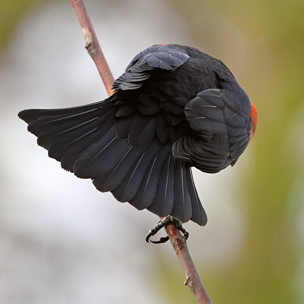 Blackbird2.jpg