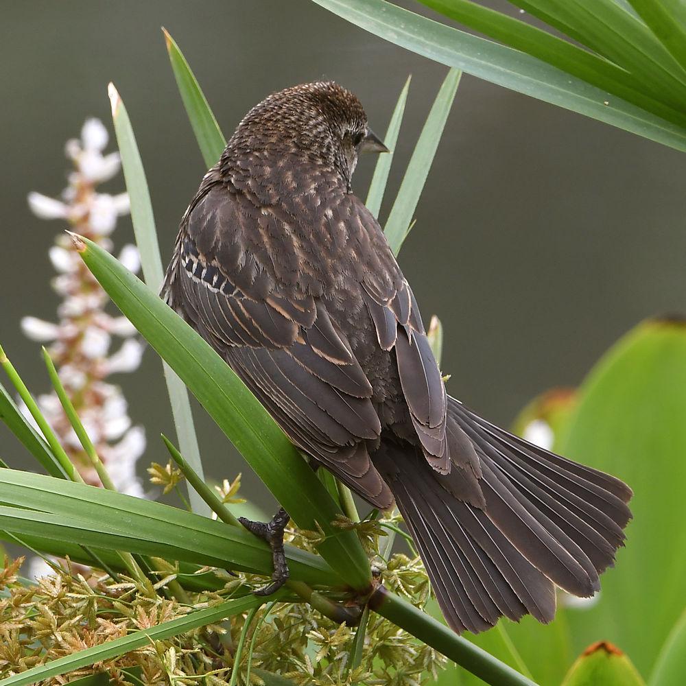 Blackbird2.jpg