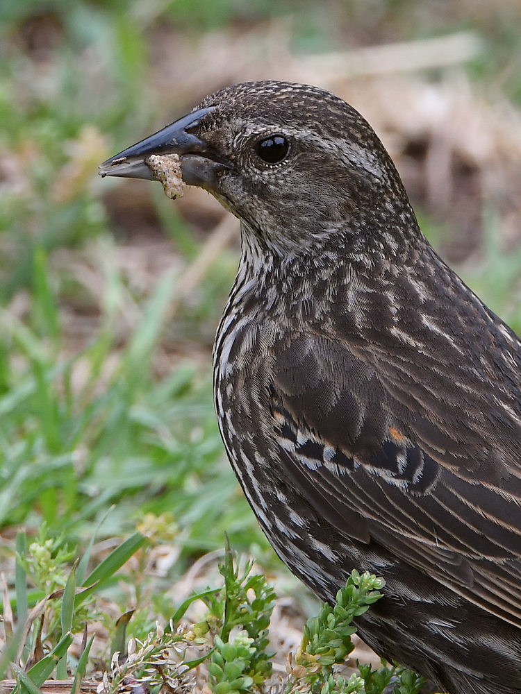 Blackbird2.jpg