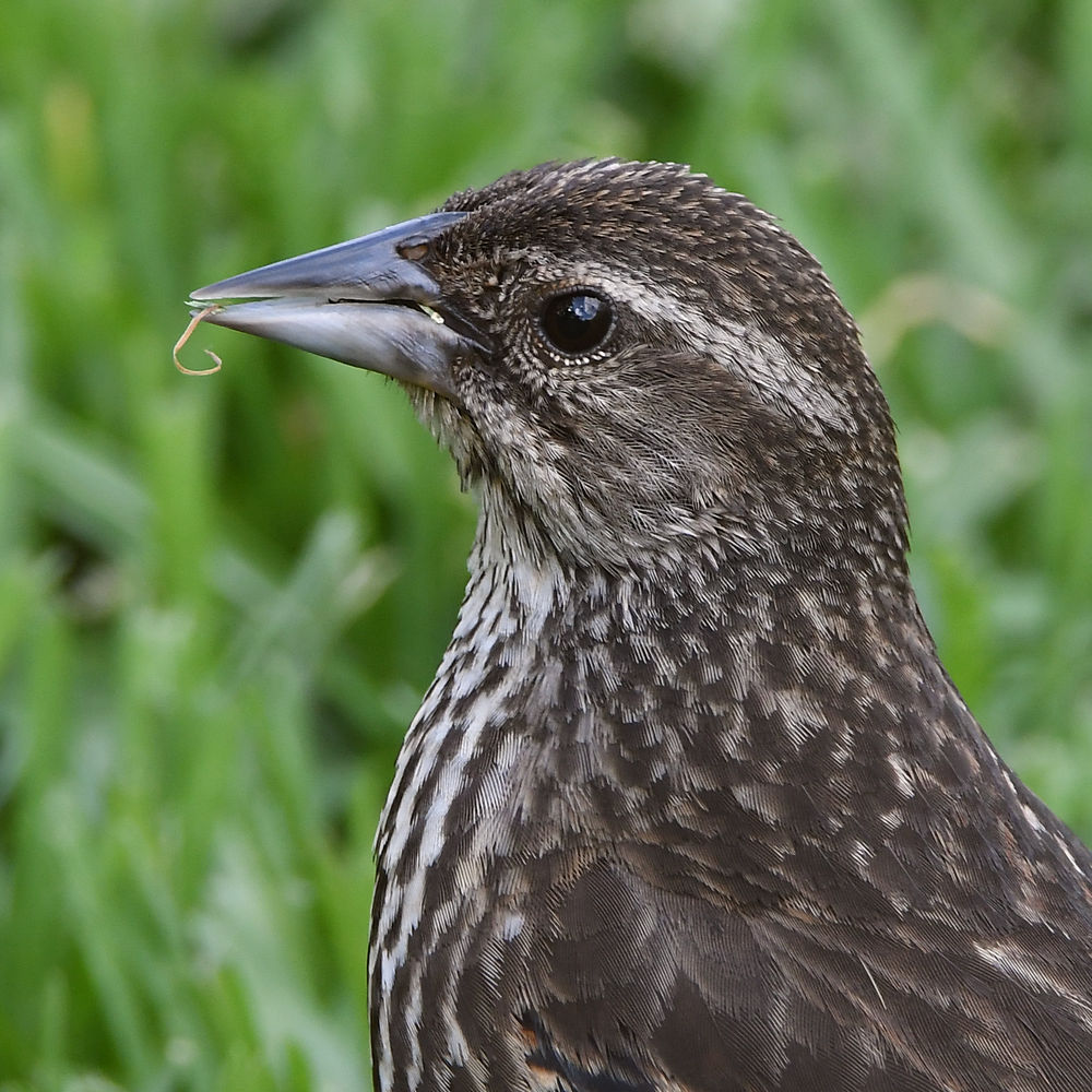 Blackbird2.jpg