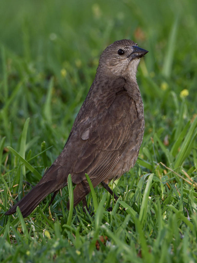 Blackbird2.jpg