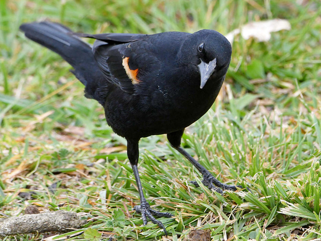 Blackbird2.jpg