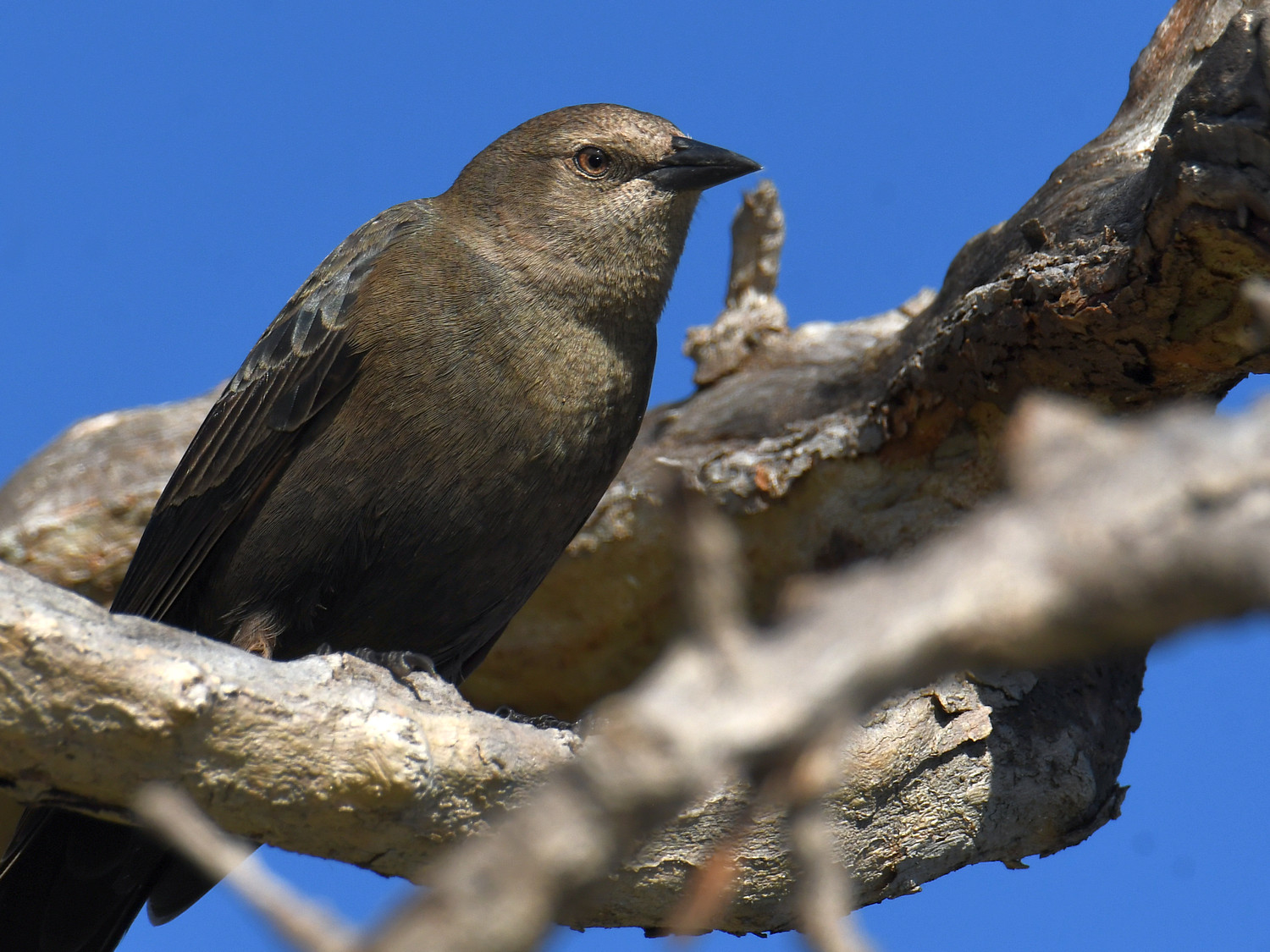 Blackbird2.jpg