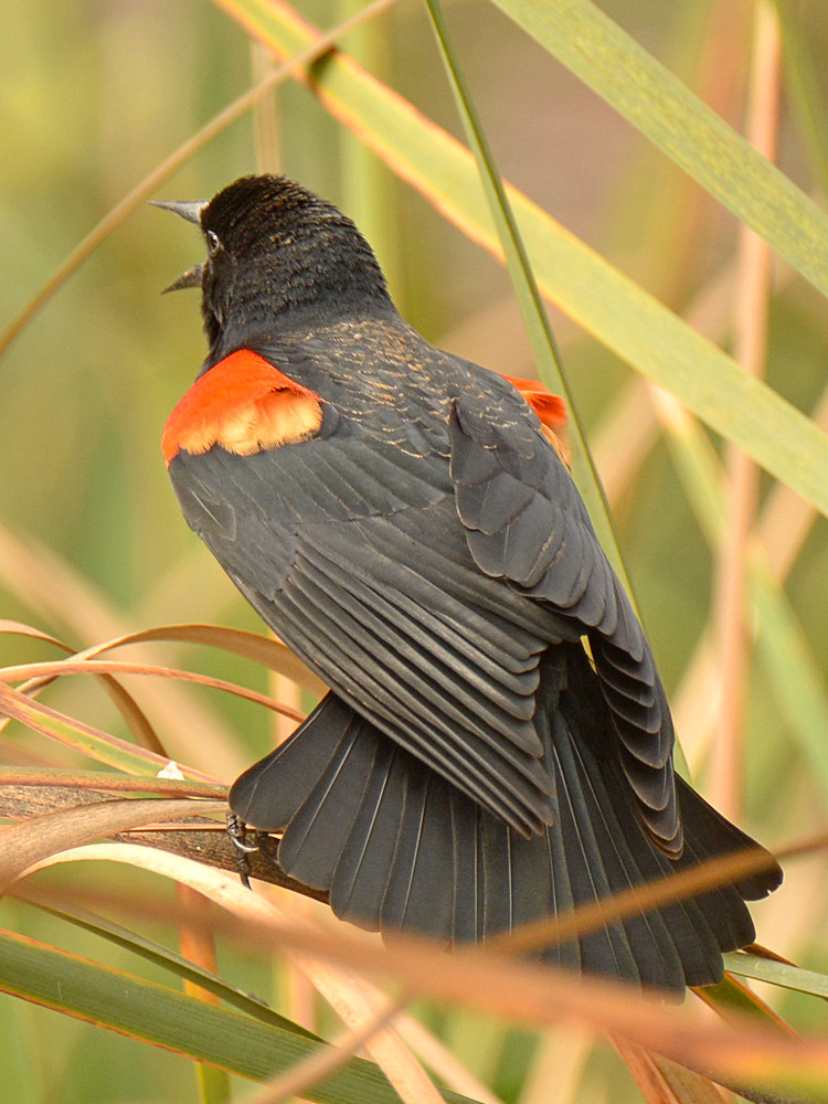 Blackbird2_2015_02_22.jpg