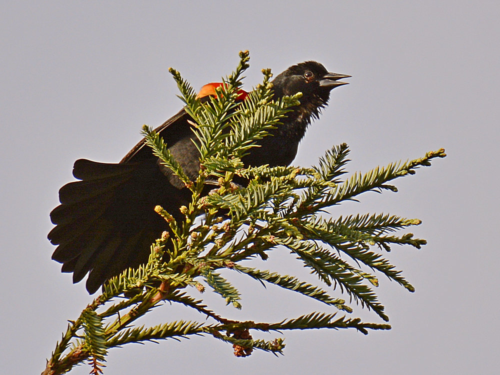 Blackbird3.jpg