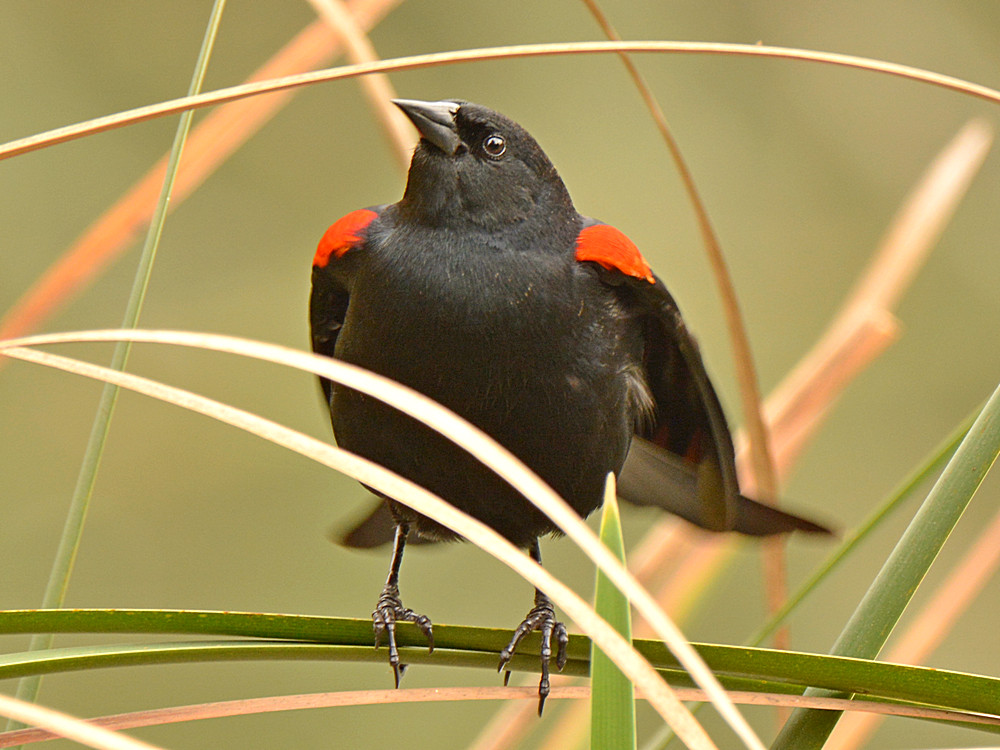 Blackbird3.jpg
