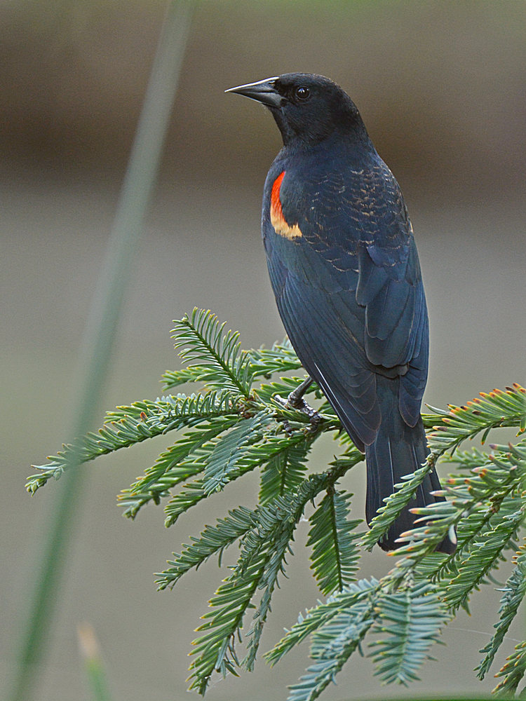 Blackbird3.jpg