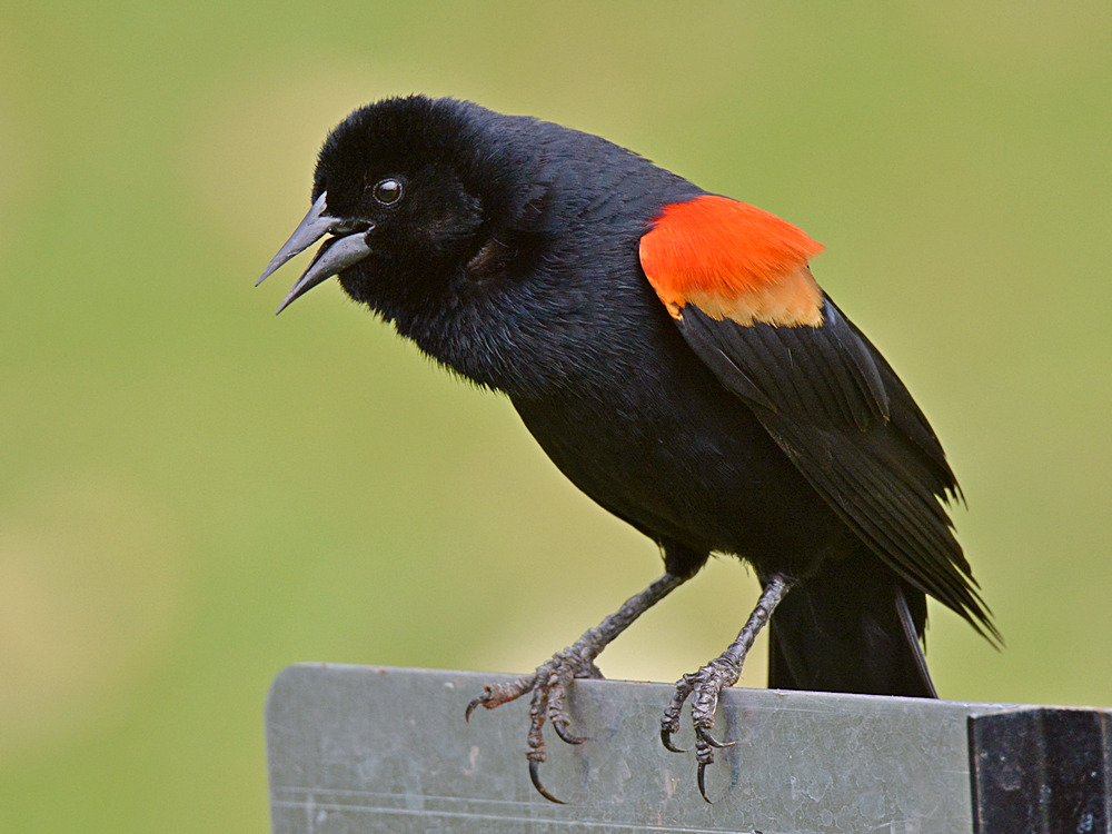Blackbird3.jpg