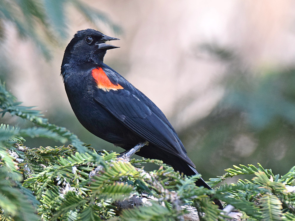 Blackbird3.jpg