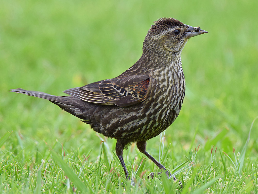 Blackbird3.jpg