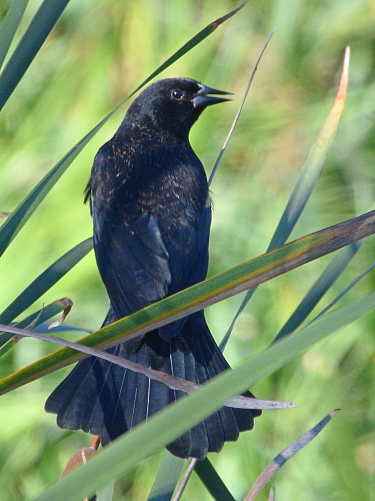 Blackbird3.jpg