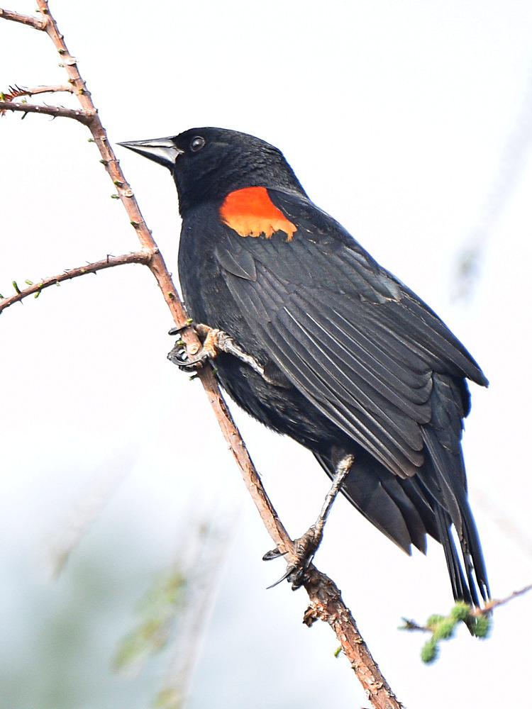 Blackbird3.jpg