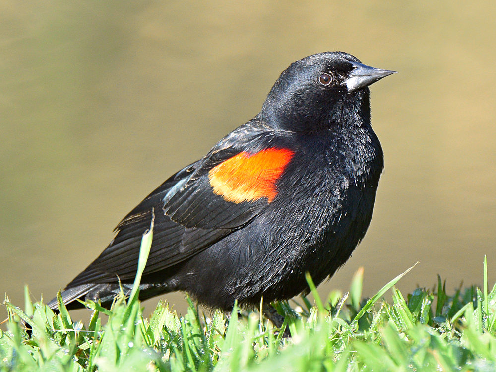 Blackbird3.jpg